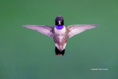 Archilochus-alexandri;Black-chinned-Hummingbird;Flying-Bird;Hummingbird;Photogra